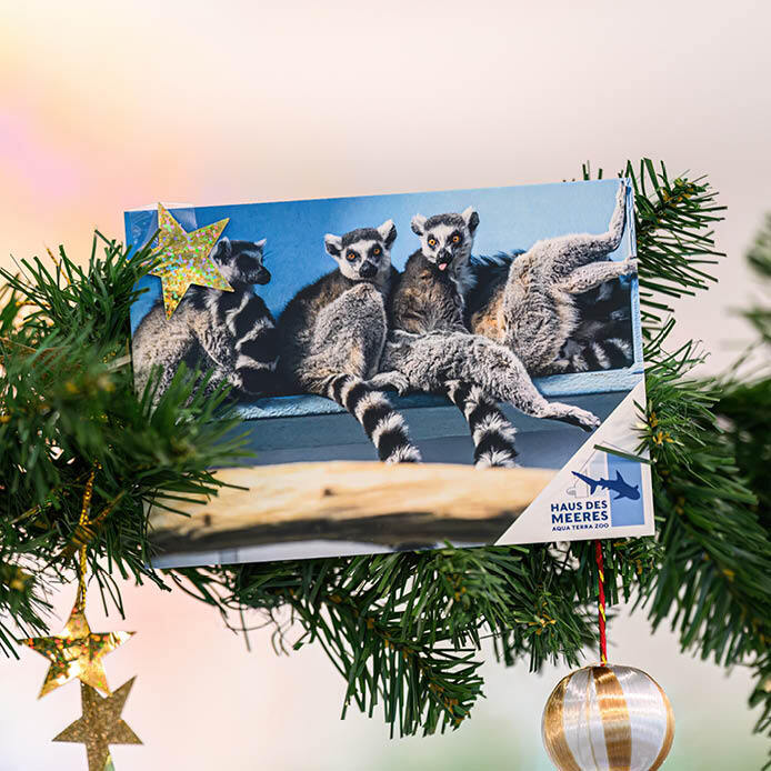 Postkarten vom Haus des Meeres