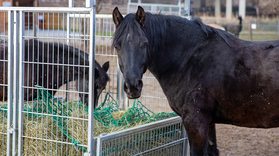 Tiere vom Regenbogental Tiere vom Regenbogental