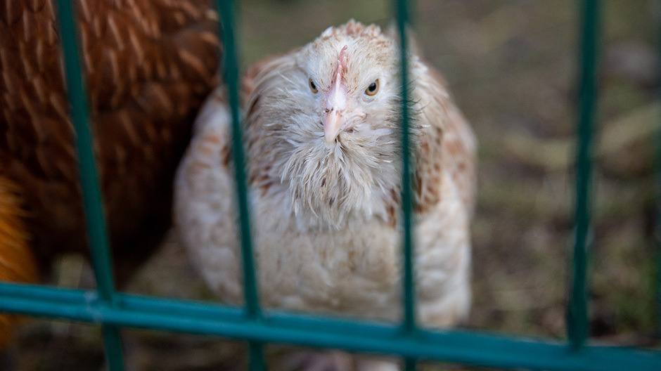 Hühner vom Regenbogental Hühner vom Regenbogental