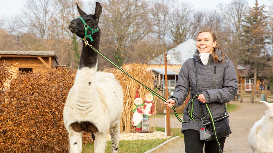 Lama Horst vom Regenbogental am Weg zur Scheckübergabe Lama Horst vom Regenbogental am Weg zur Scheckübergabe