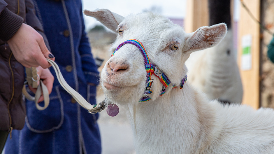 Ziege Lieselotte vom Regenbogental Ziege Lieselotte vom Regenbogental