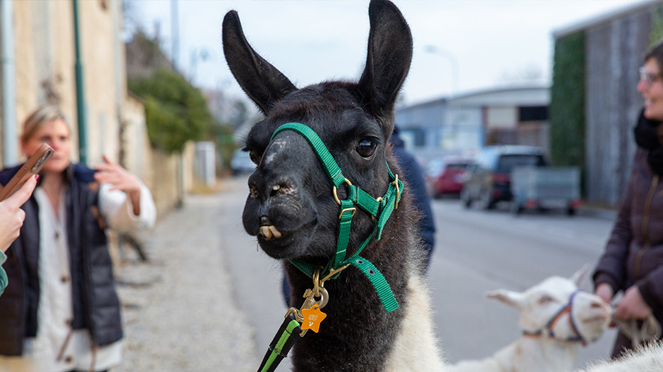 Lama Horst vom Regenbogental Lama Horst vom Regenbogental