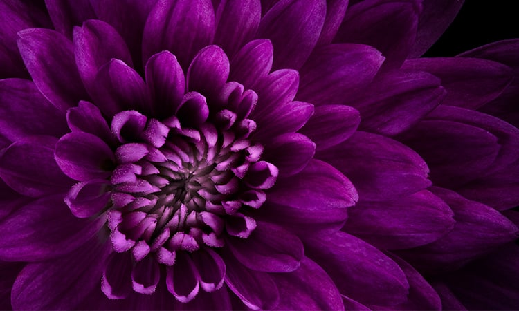 Farbwirkung Violett